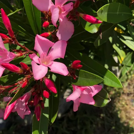 Avec Jardin à 250 M De L'océan Wifi *